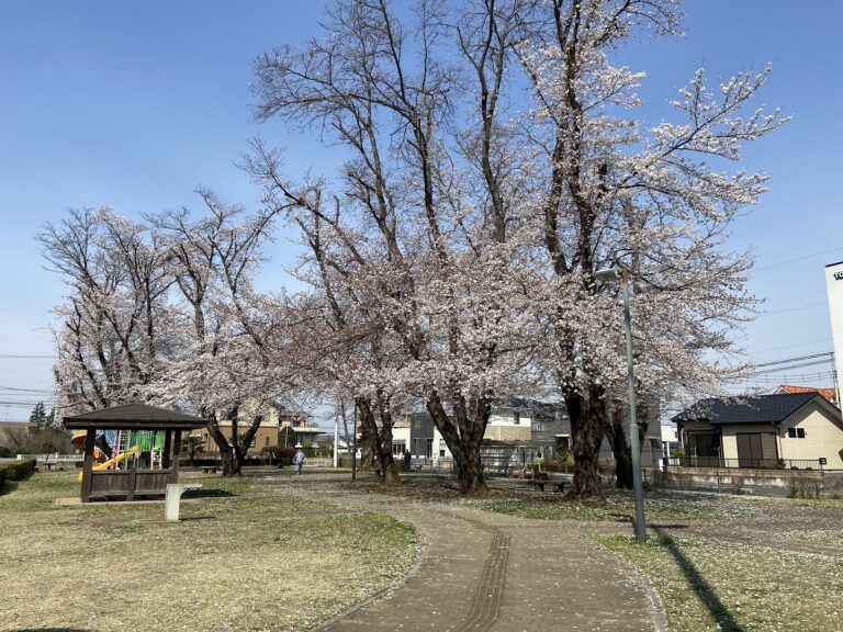 桜の花が今年は、早くさいてますね(^^)/