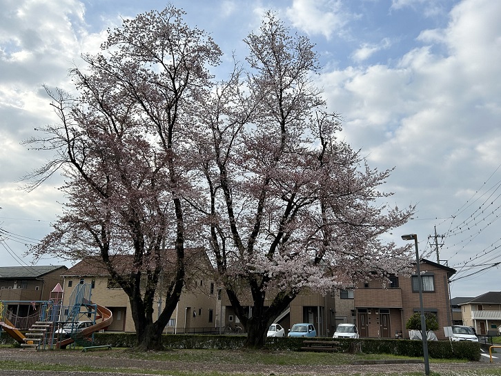 今日は、高萩公園の桜と、高萩町現場報告です。