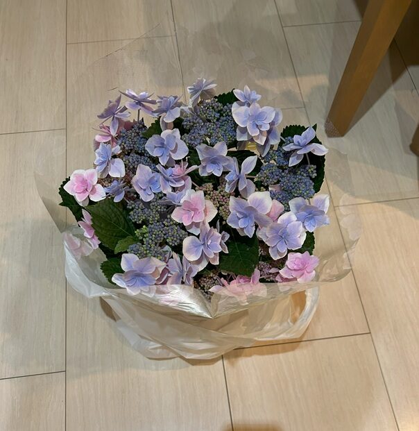 今日は、植下モデルに脚を運びました。　（昨日は、母の日）